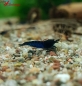 Preview: Royal Blue Tiger